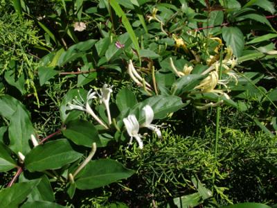 Lonicera etrusca (madreselva)